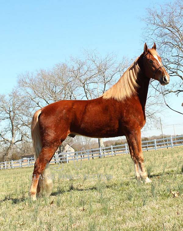 shenandoah-tennessee-walking-horse