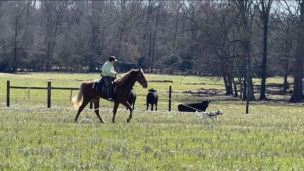 middle-tennessee-horse