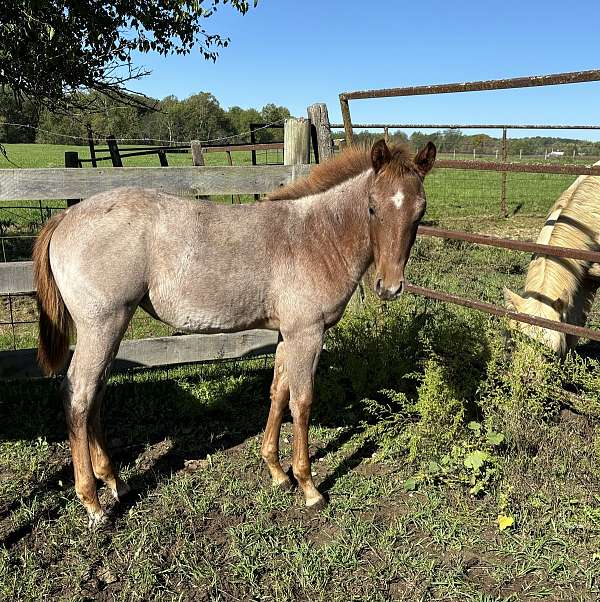 quarter-horse-filly