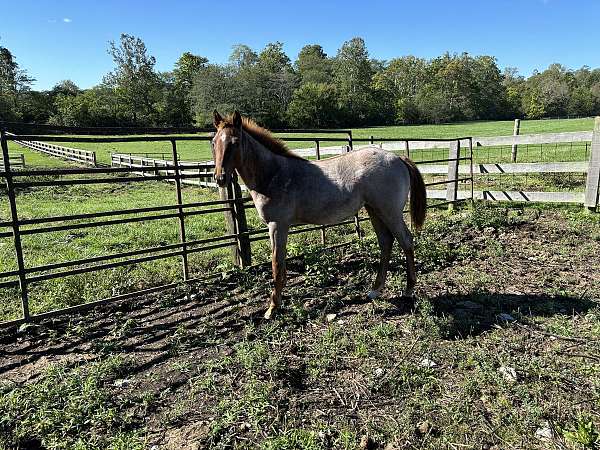 quarter-horse-for-sale