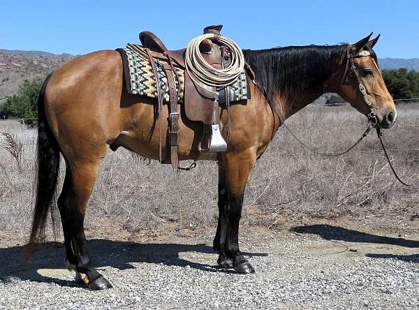 buckskin-left-hind-white-horse