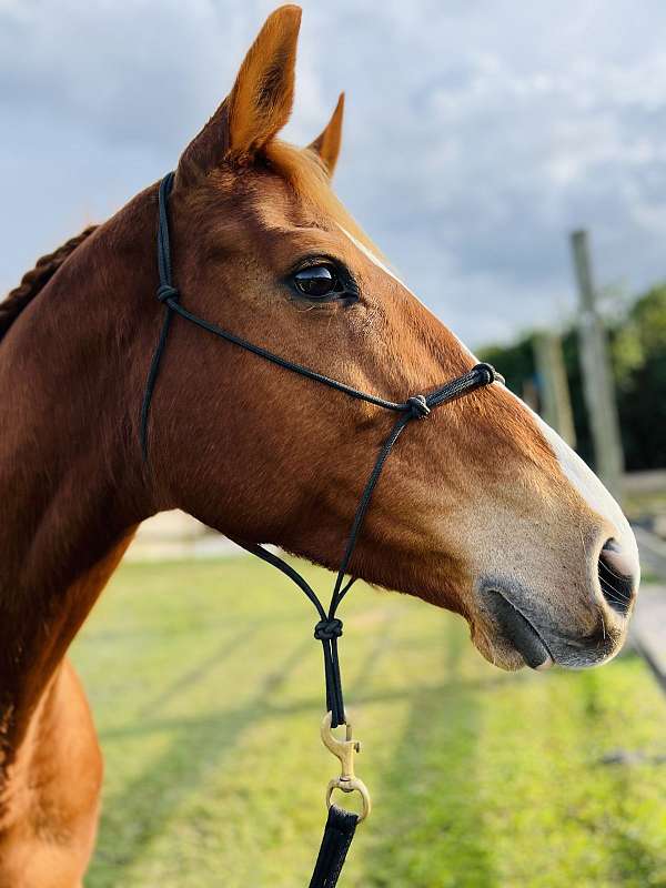 chestnut-pole-trail-horse