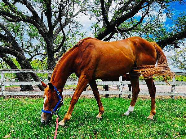 thoroughbred-horse-for-sale