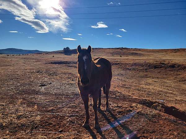 chestnut-apha-aqha-horse