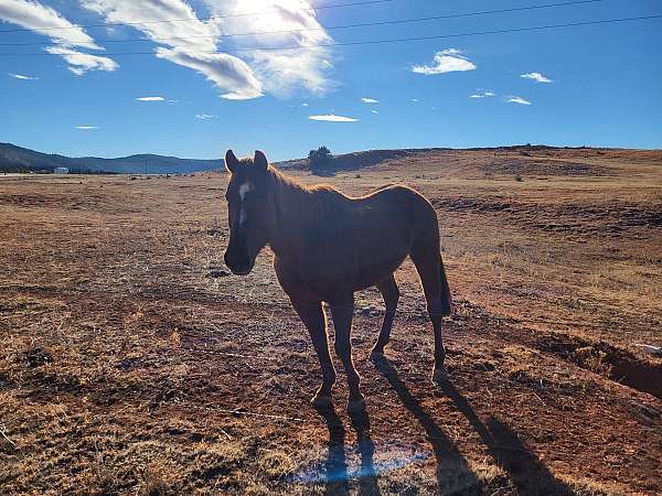 apha-aqha-quarter-horse