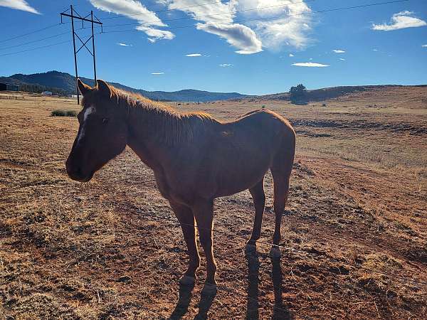 quarter-horse-mare