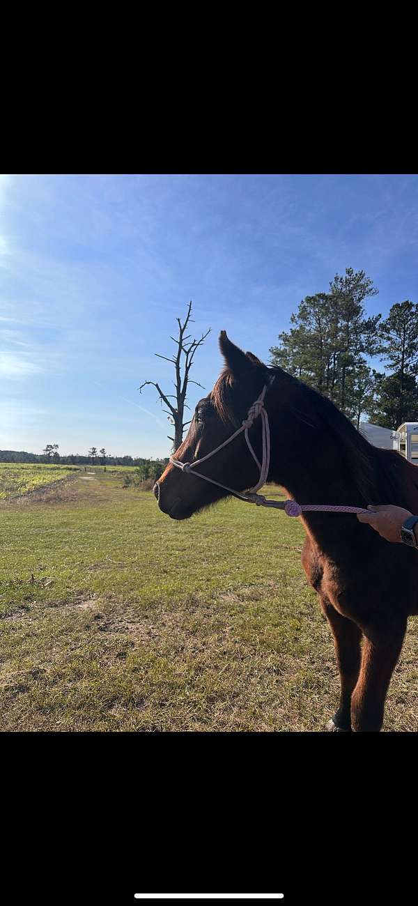 thoroughbred-horse-for-sale