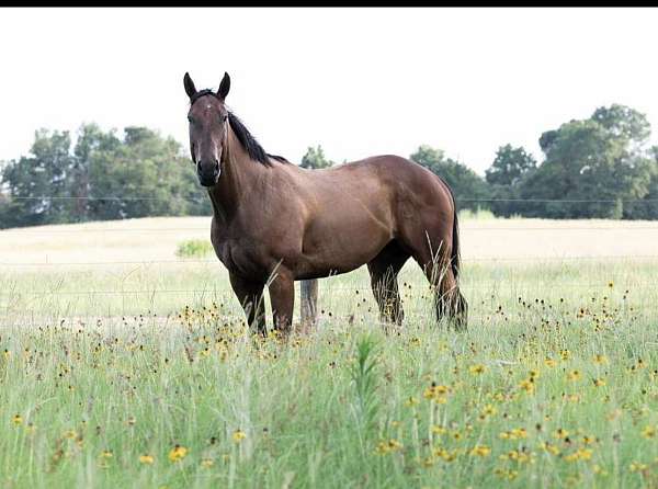 barrel-thoroughbred-horse