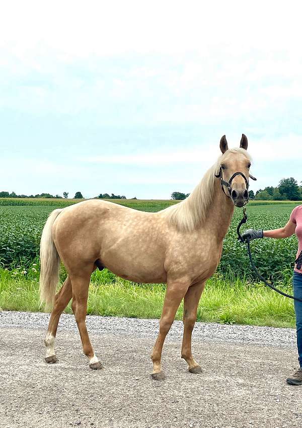 palomino-2-hind-white-socks-horse