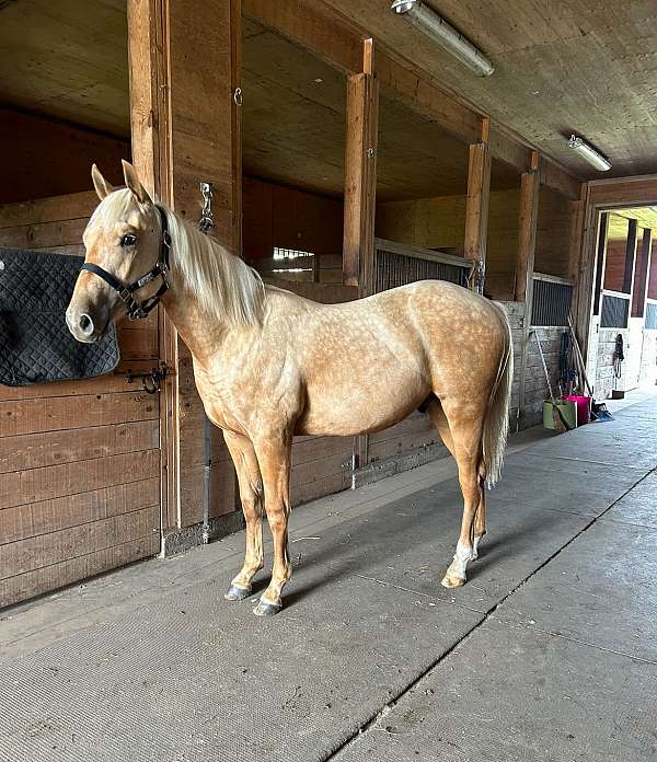 2-hind-white-socks-horse