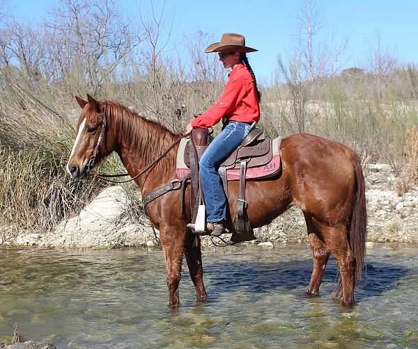 all-around-quarter-horse