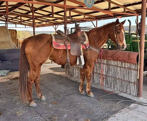 athletic-quarter-horse