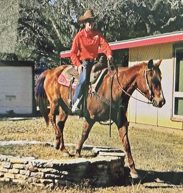 calf-roping-quarter-horse