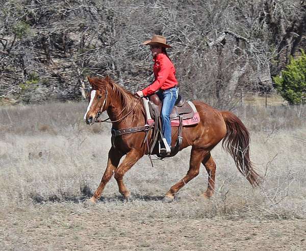 husband-safe-quarter-horse