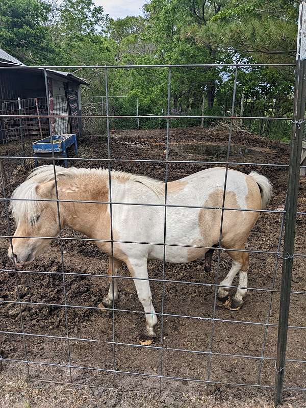 palomino-pinto-palomino-stallion