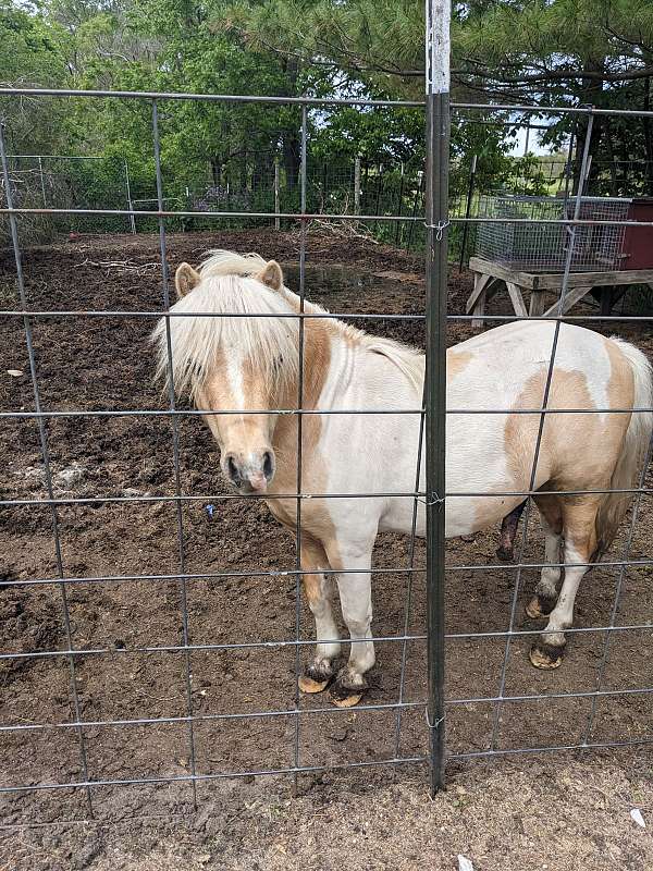 palomino-pinto-miniature-stallion