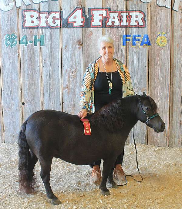 black-miniature-mare-foal