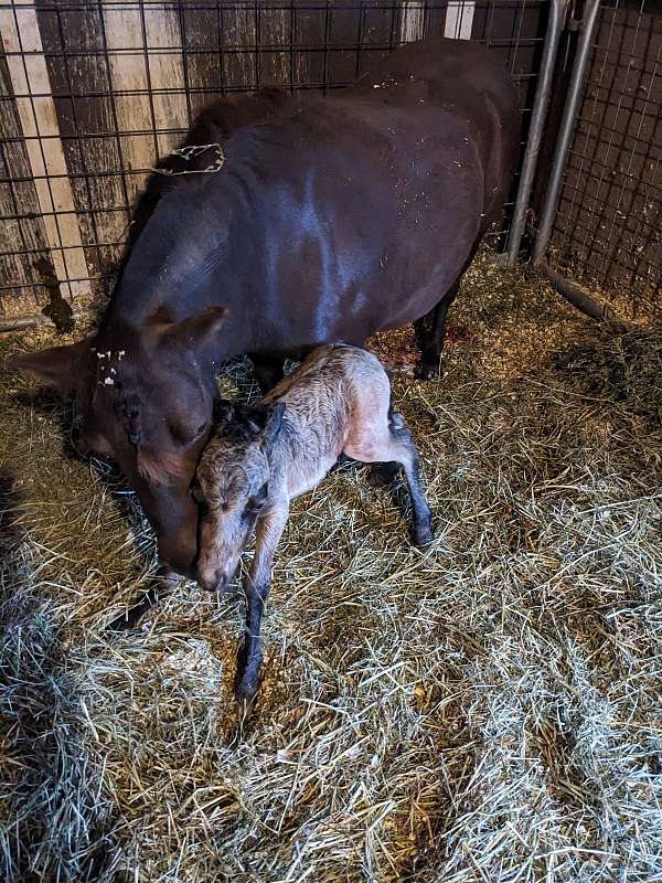 black-amhr-mare-foal