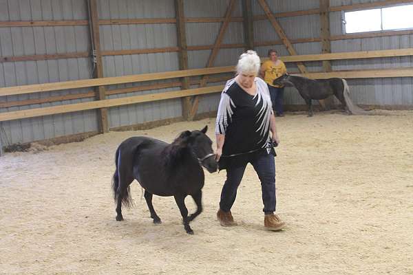 amhr-miniature-mare-foal