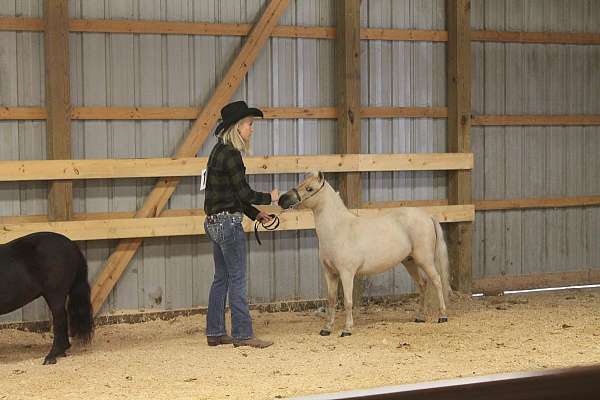 palomino-amhr-mare-foal