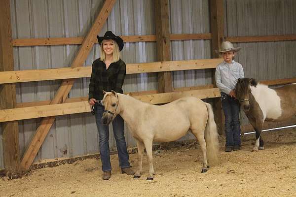 amhr-miniature-palomino-mare-foal