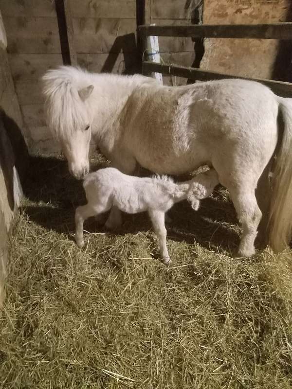 amhr-miniature-palomino-horse