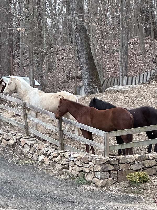 confident-paso-fino-horse