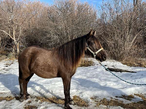 catch-rocky-mountain-horse