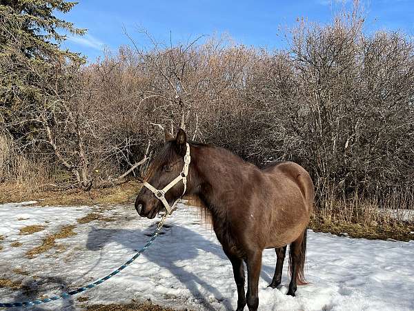 energetic-rocky-mountain-horse