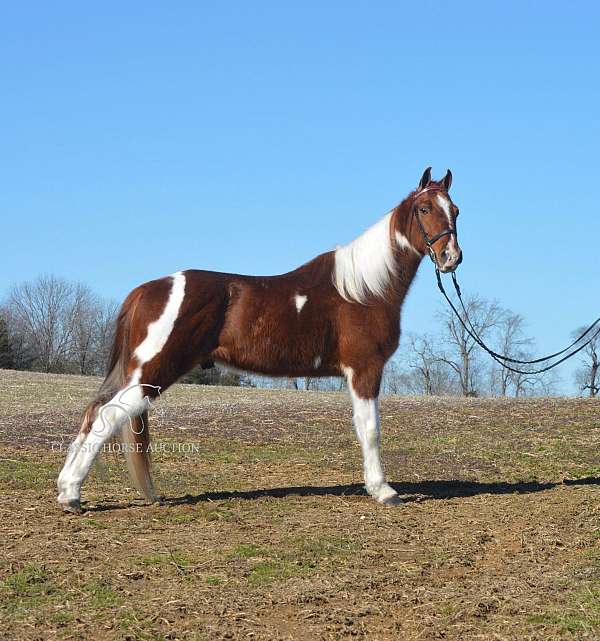 all-tennessee-walking-horse