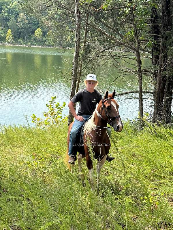 all-around-tennessee-walking-horse