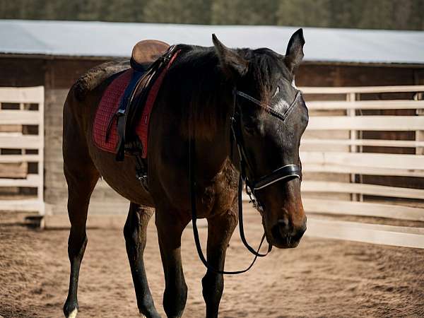 racetrack-thoroughbred-horse