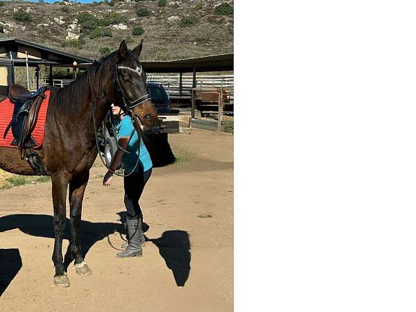 soleil-stables-thoroughbred-horse