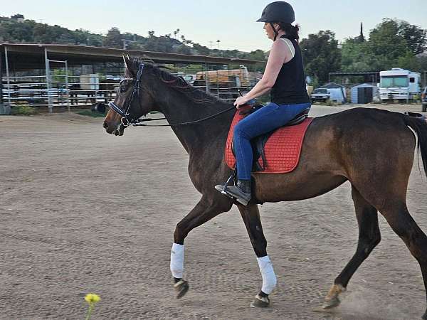 full-board-thoroughbred-horse