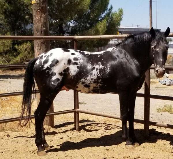 all-around-appaloosa-horse