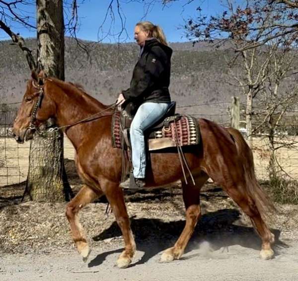 ebony-masterpiece-gelding