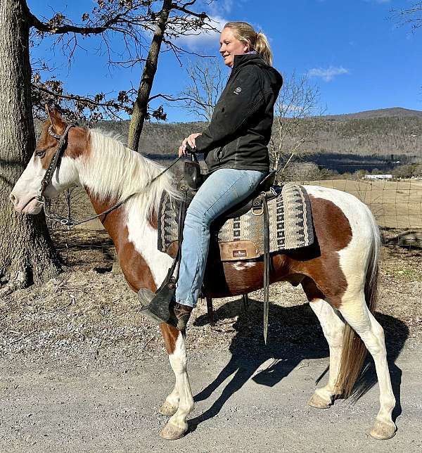 pilot-tennessee-walking-horse