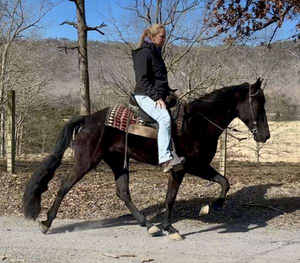 santana-tennessee-walking-horse