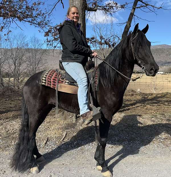 show-gelding-tennessee-walking-horse