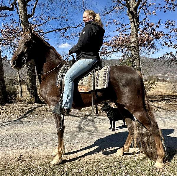 brass-tennessee-walking-horse