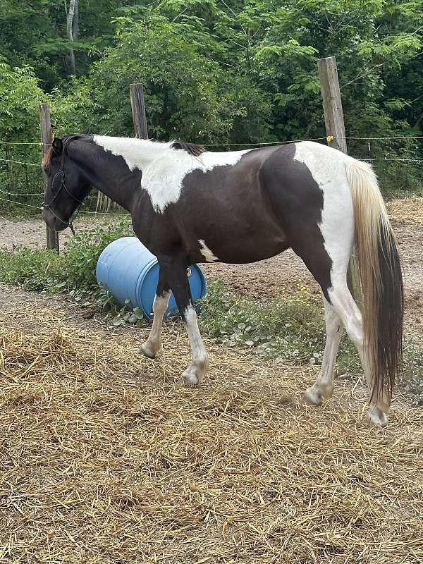 breeding-tennessee-walking-horse