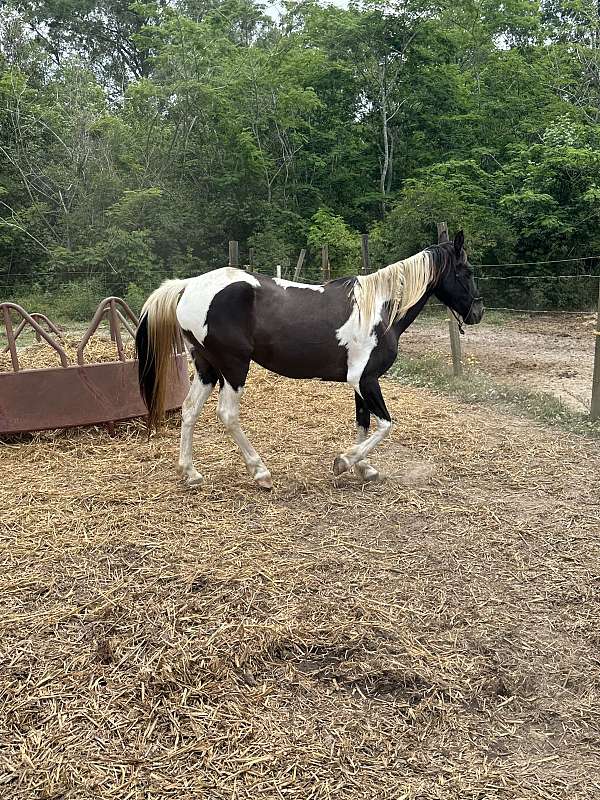 driving-tennessee-walking-horse