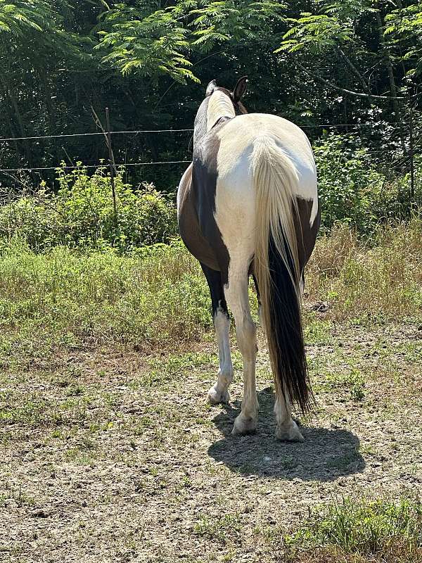 flashy-tennessee-walking-horse