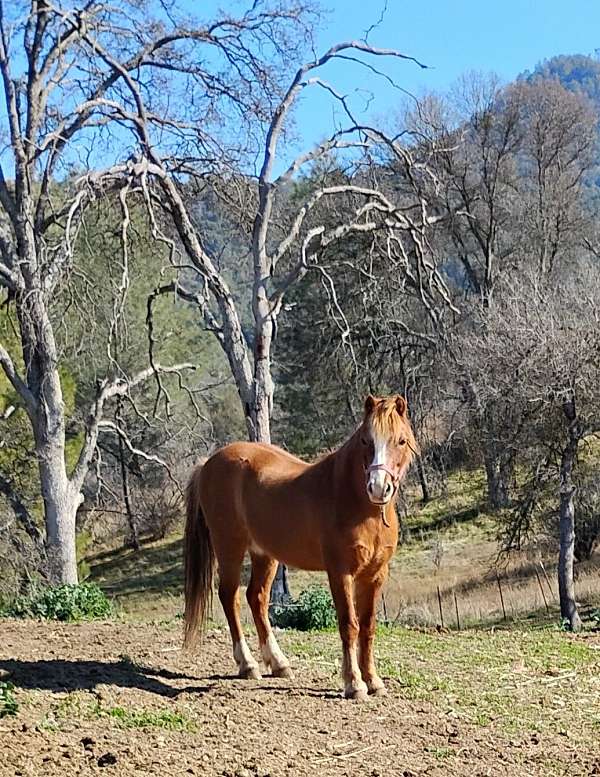 red-dun-welsh-pony-stallion