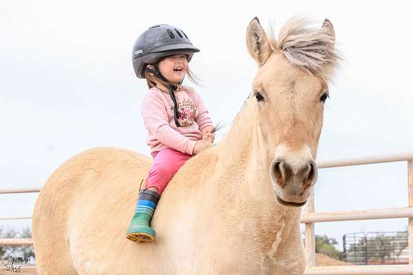 club-fjord-horse