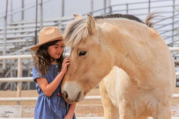 bathes-fjord-horse