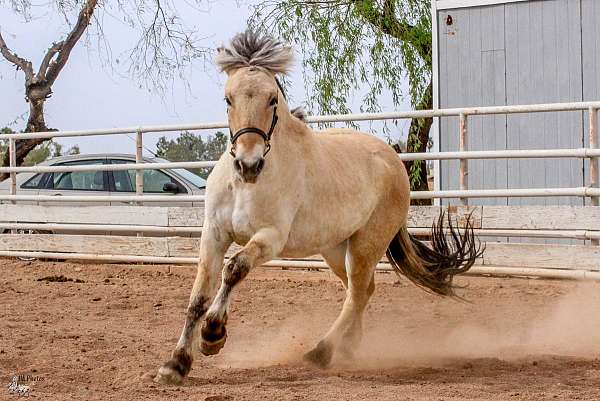 buggy-fjord-horse