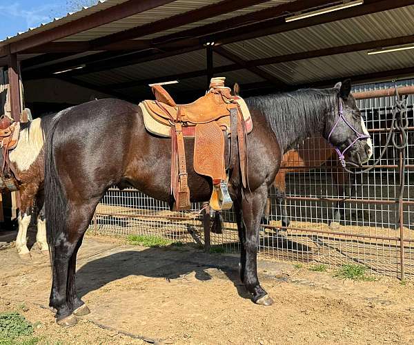 black-gelding-quarter-pony