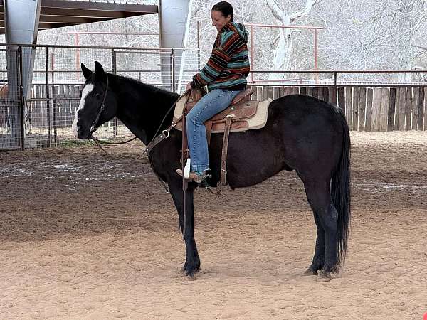 smooth-trot-quarter-pony