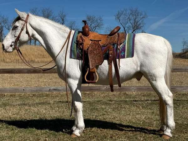 pleasure-trail-appaloosa-horse